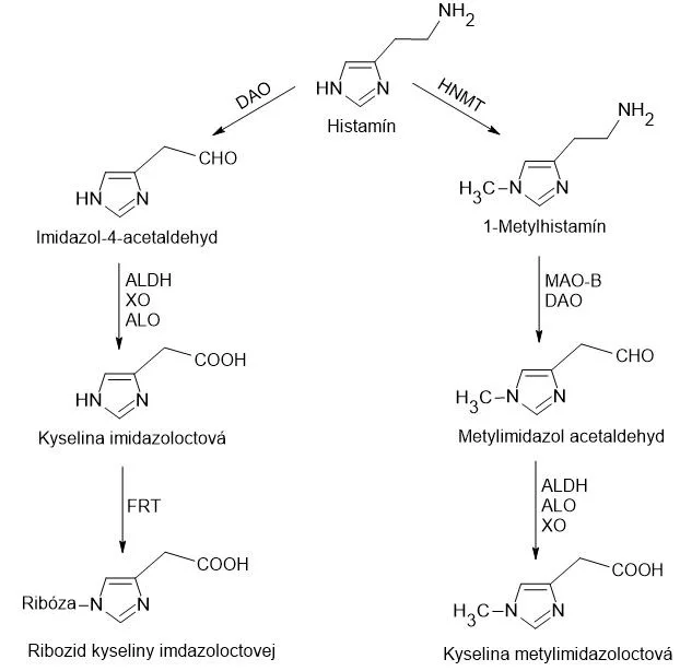 Hlavné metabolické dráhy histamínu