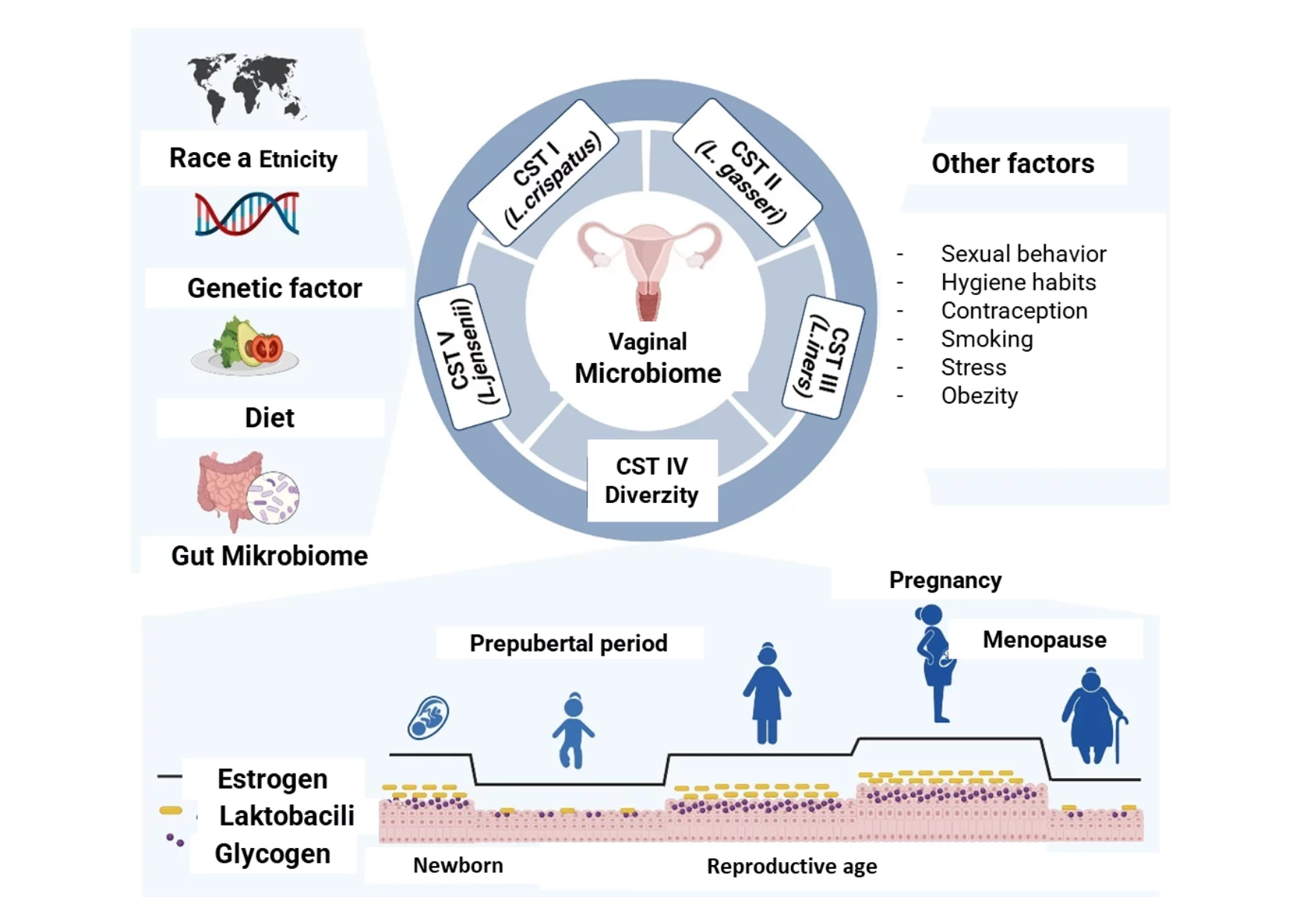 Infographic showing changes in the vaginal microbiome at different stages of a woman's life – puberty, reproductive period, menopause.