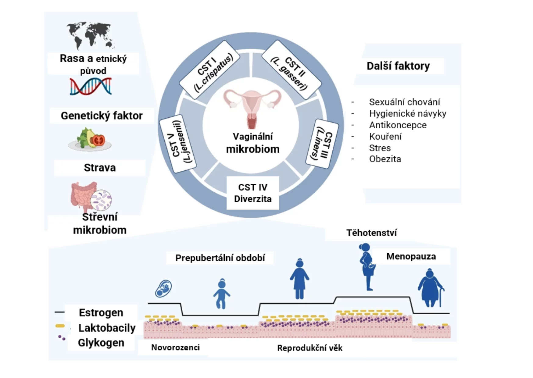 Infografika zobrazující změny vaginálního mikrobiomu v různých fázích života ženy – puberty, reprodukční období, menopauzy.