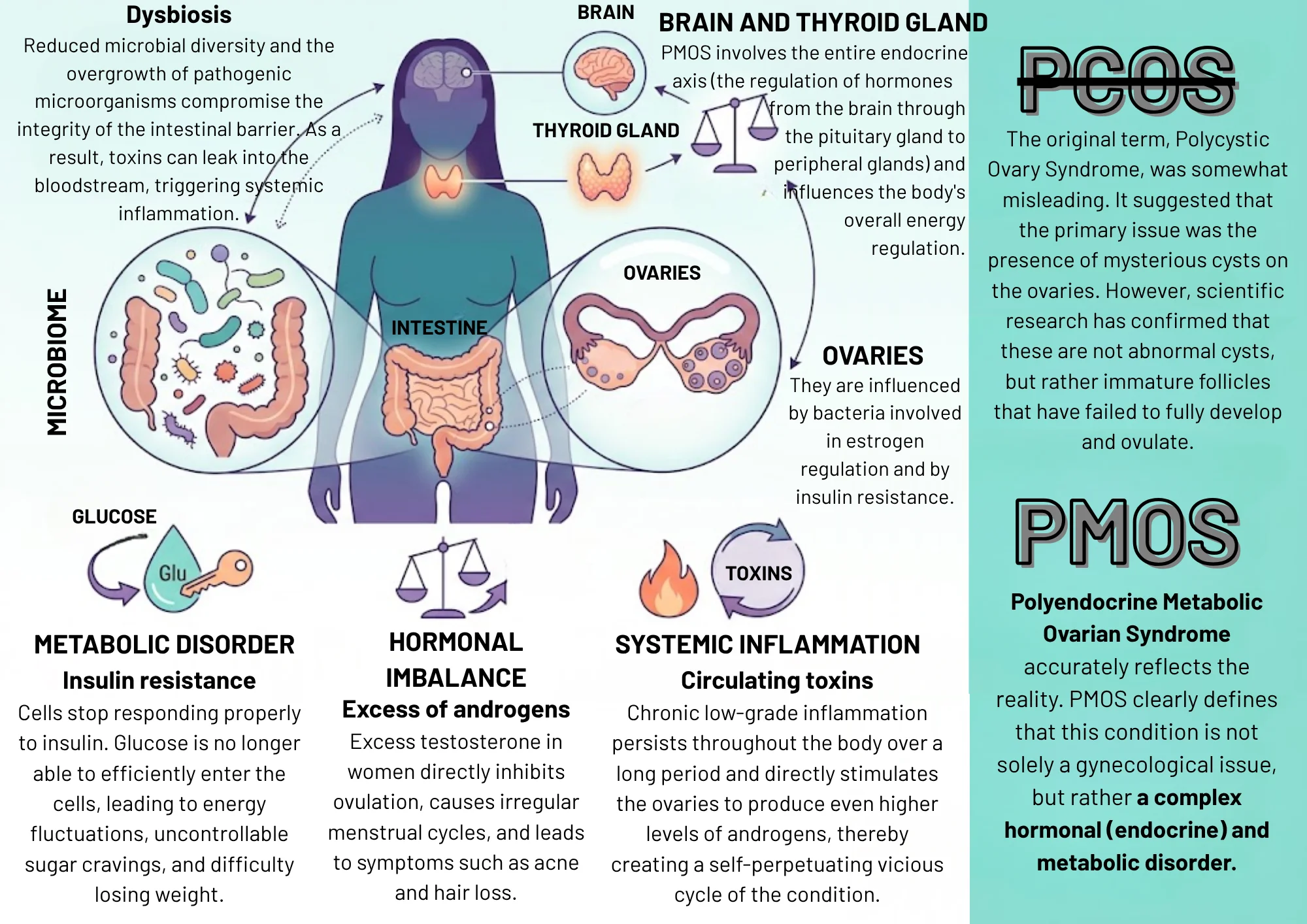 Infographic of the transition from PCOS to PMOS and its impact on the body – the interplay between the gut microbiome, hormones, and metabolism