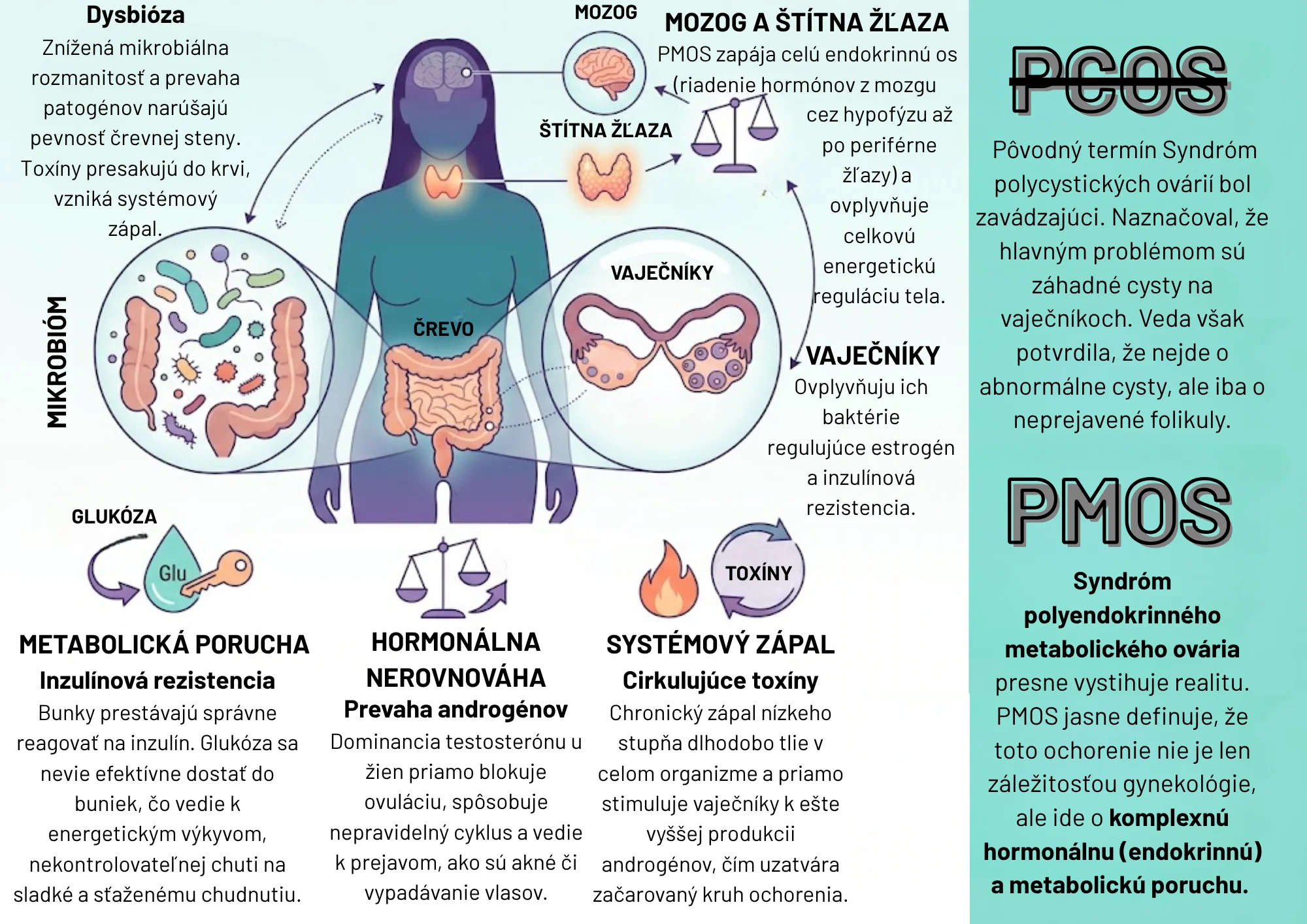 Infografika prechodu od PCOS k PMOS a jeho vplyv na organizmus – prepojenie črevného mikrobiómu, hormónov a metabolizmu